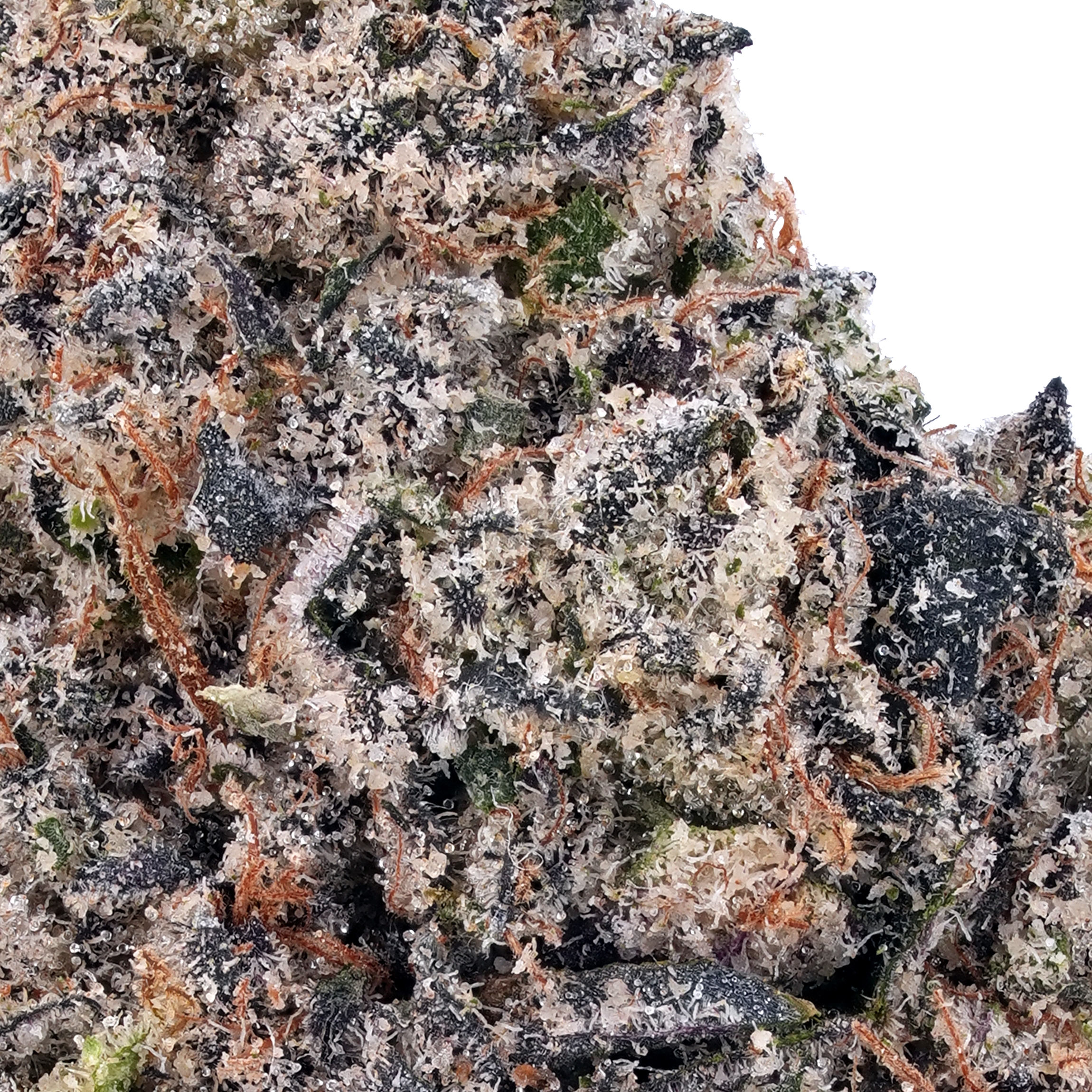 A gallery image for GMO Cookies THCa Flower