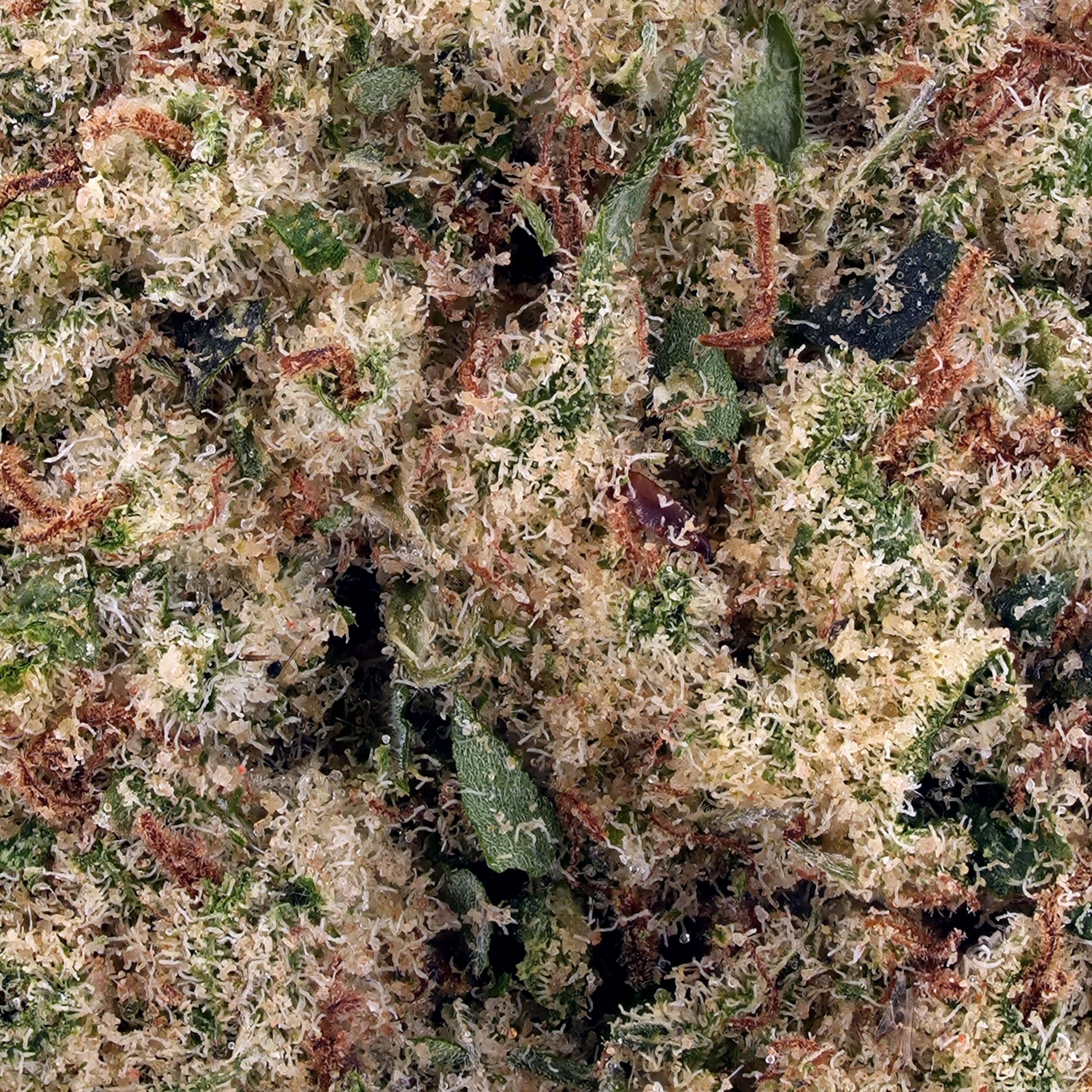 A gallery image for Pink Marshmallow THCa Flower