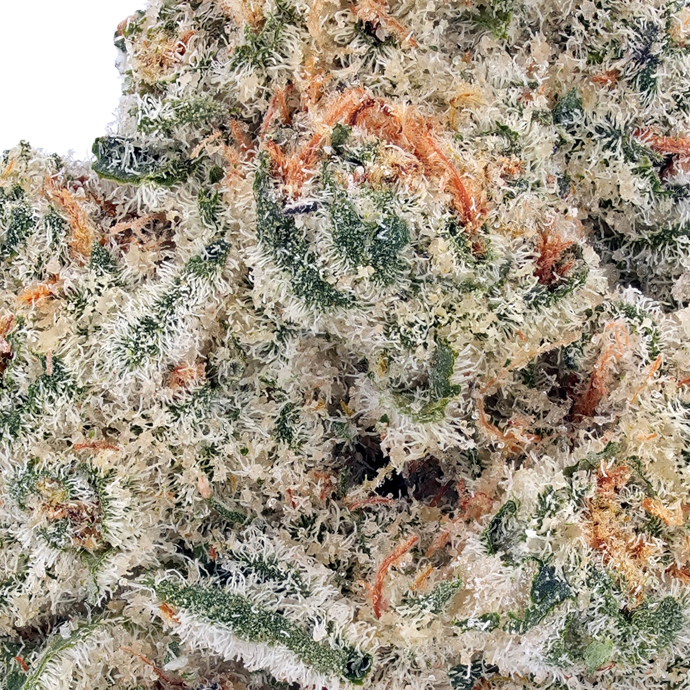A gallery image for Salty Watermelon THCa Flower