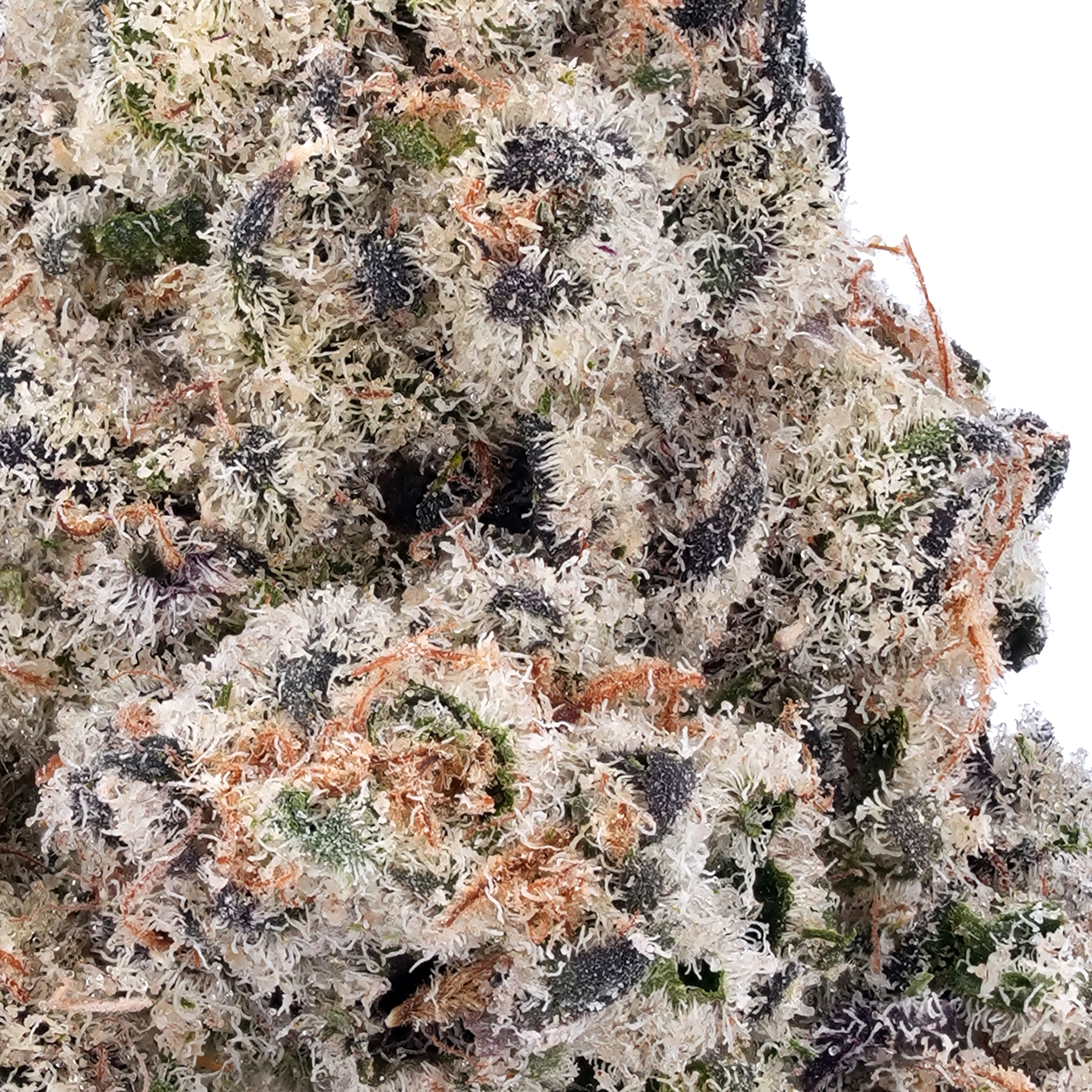 A gallery image for Toad Venom THCa Flower