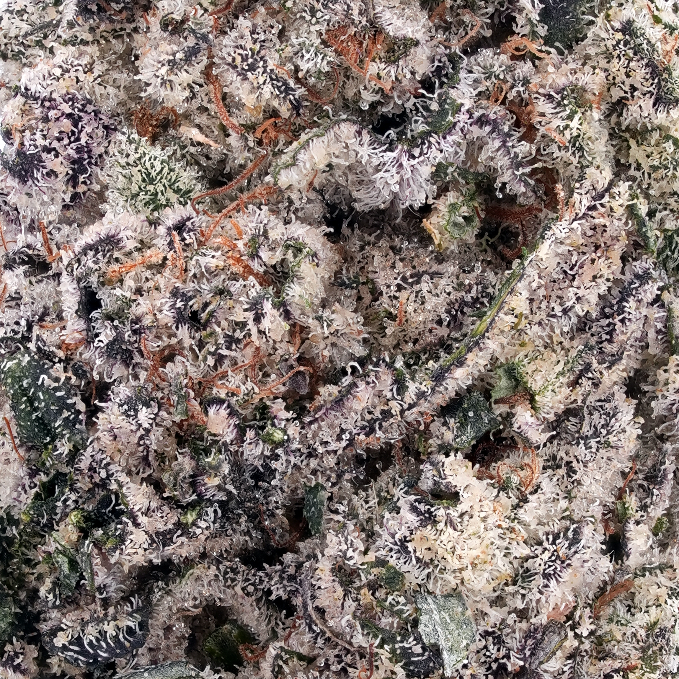 A gallery image for White Rainbow THCa Flower