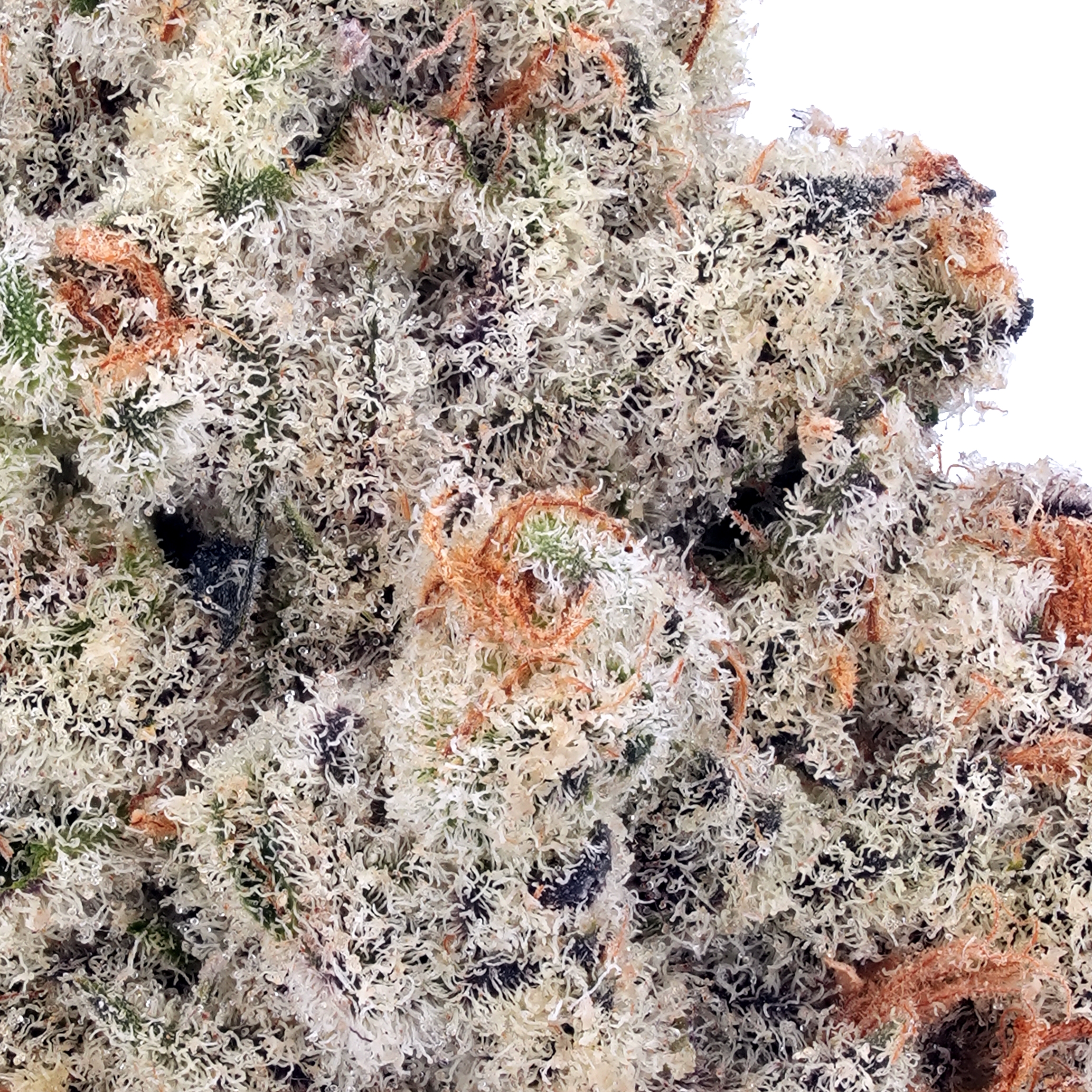 A gallery image for White Widow THCa Flower