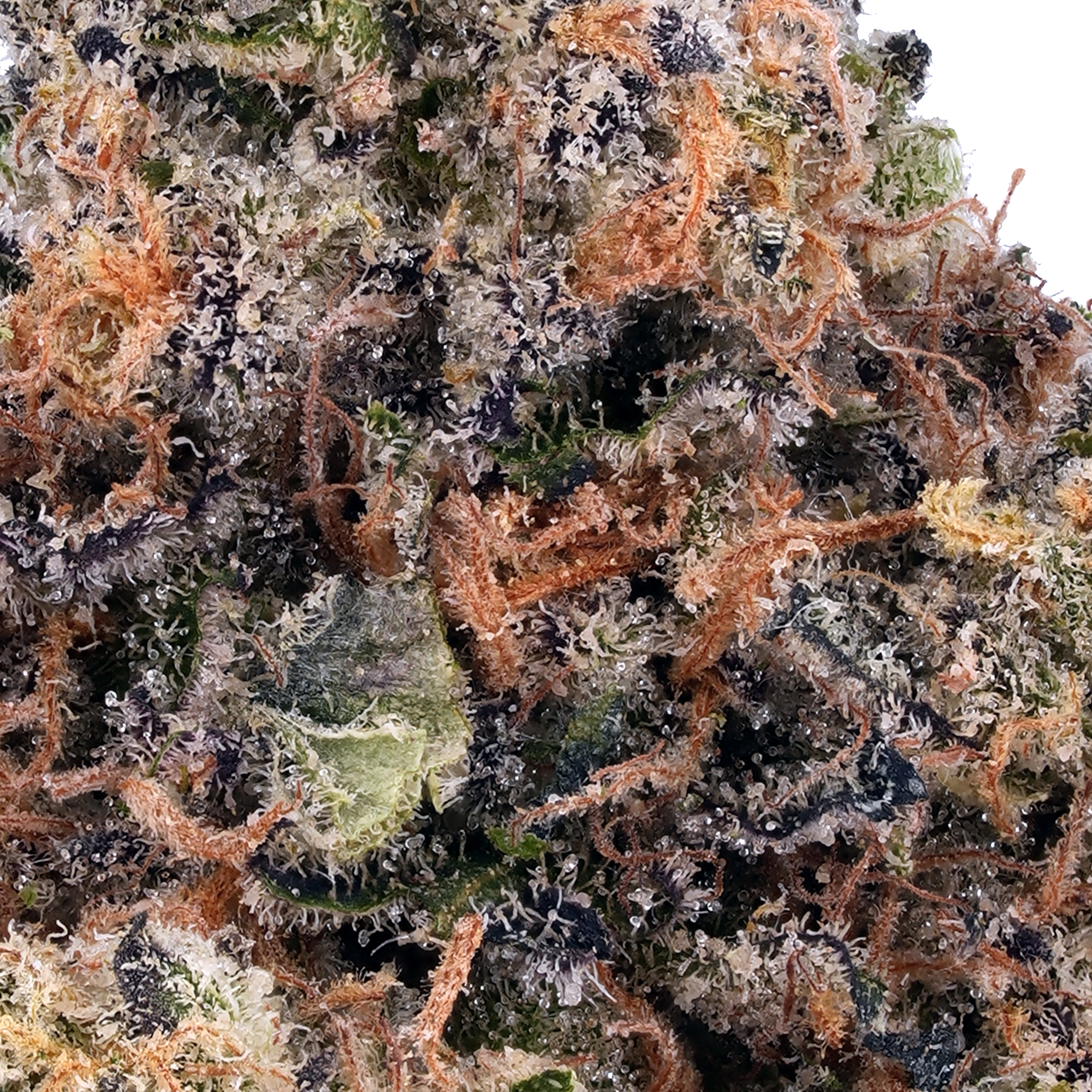 A gallery image for Amnesia Haze THCa Flower