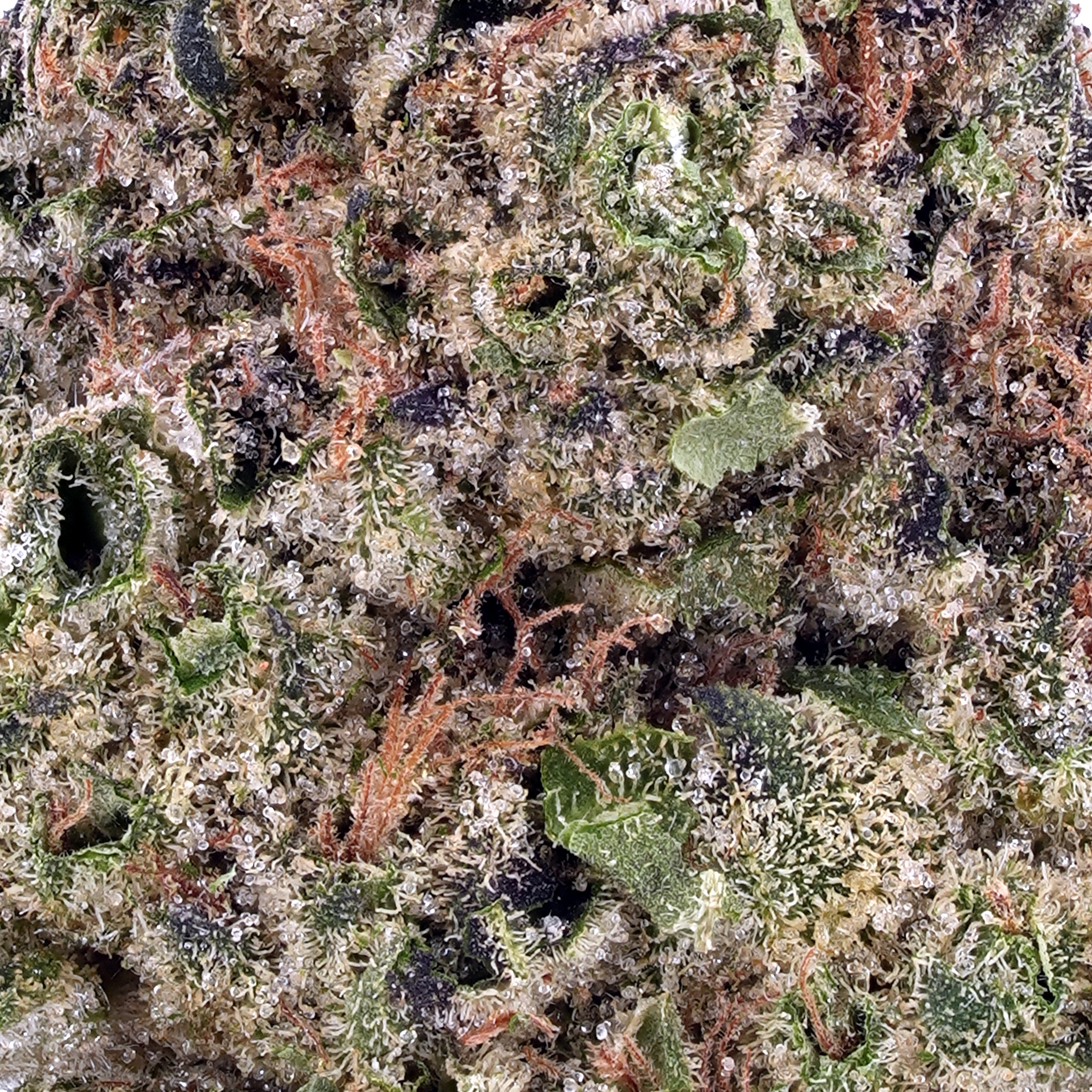 A gallery image for Jack Herer THCa Flower