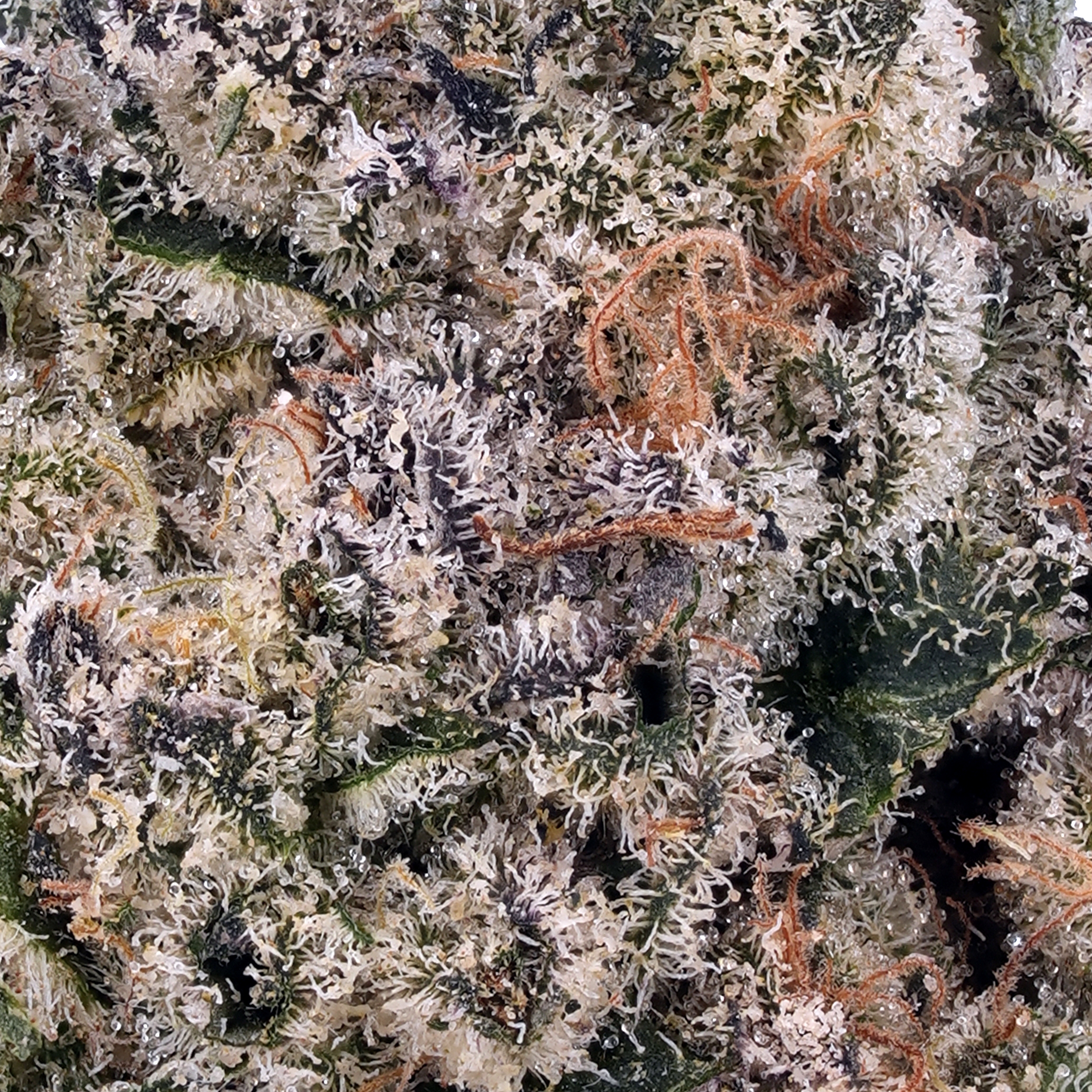 A gallery image for NYC Diesel THCa Flower