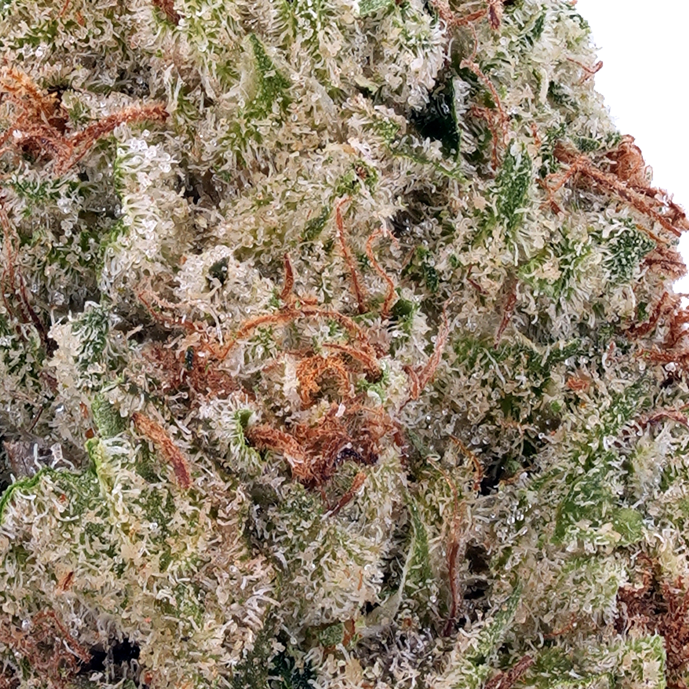 A gallery image for Trainwreck THCa Flower