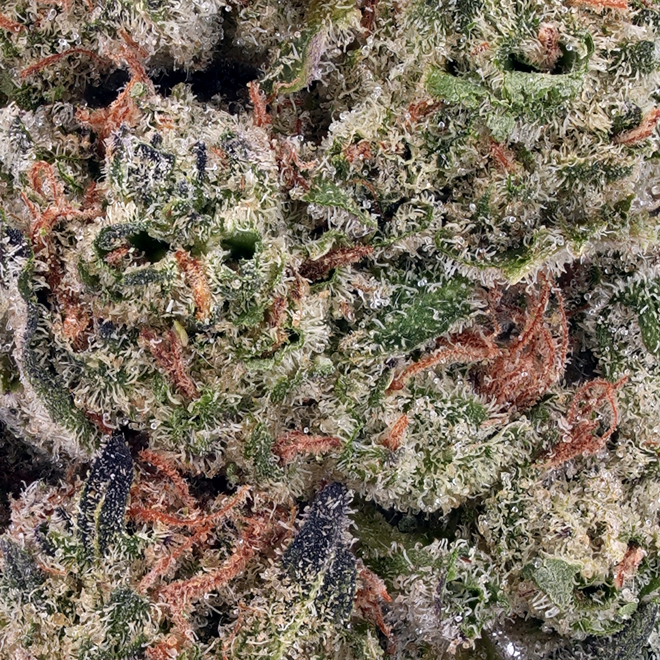 A gallery image for Alien Abduction THCa Flower