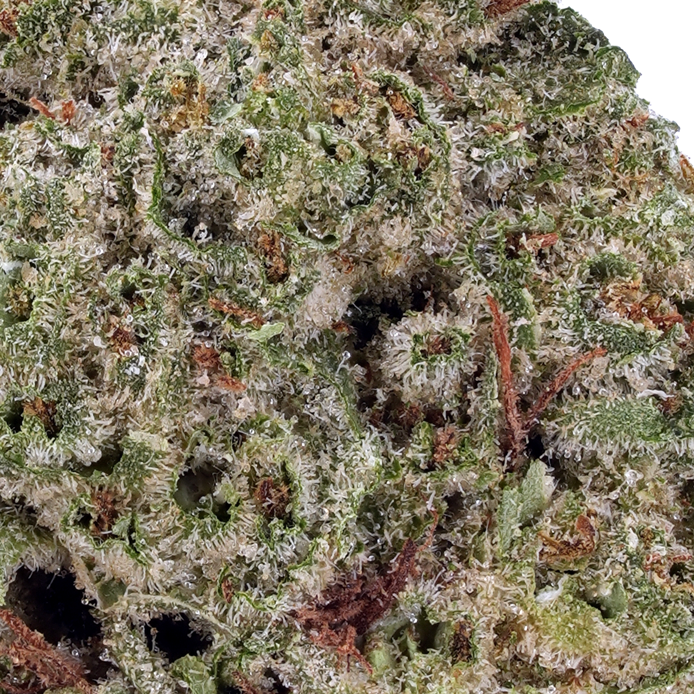 A gallery image for Animal Cookies THCa Flower