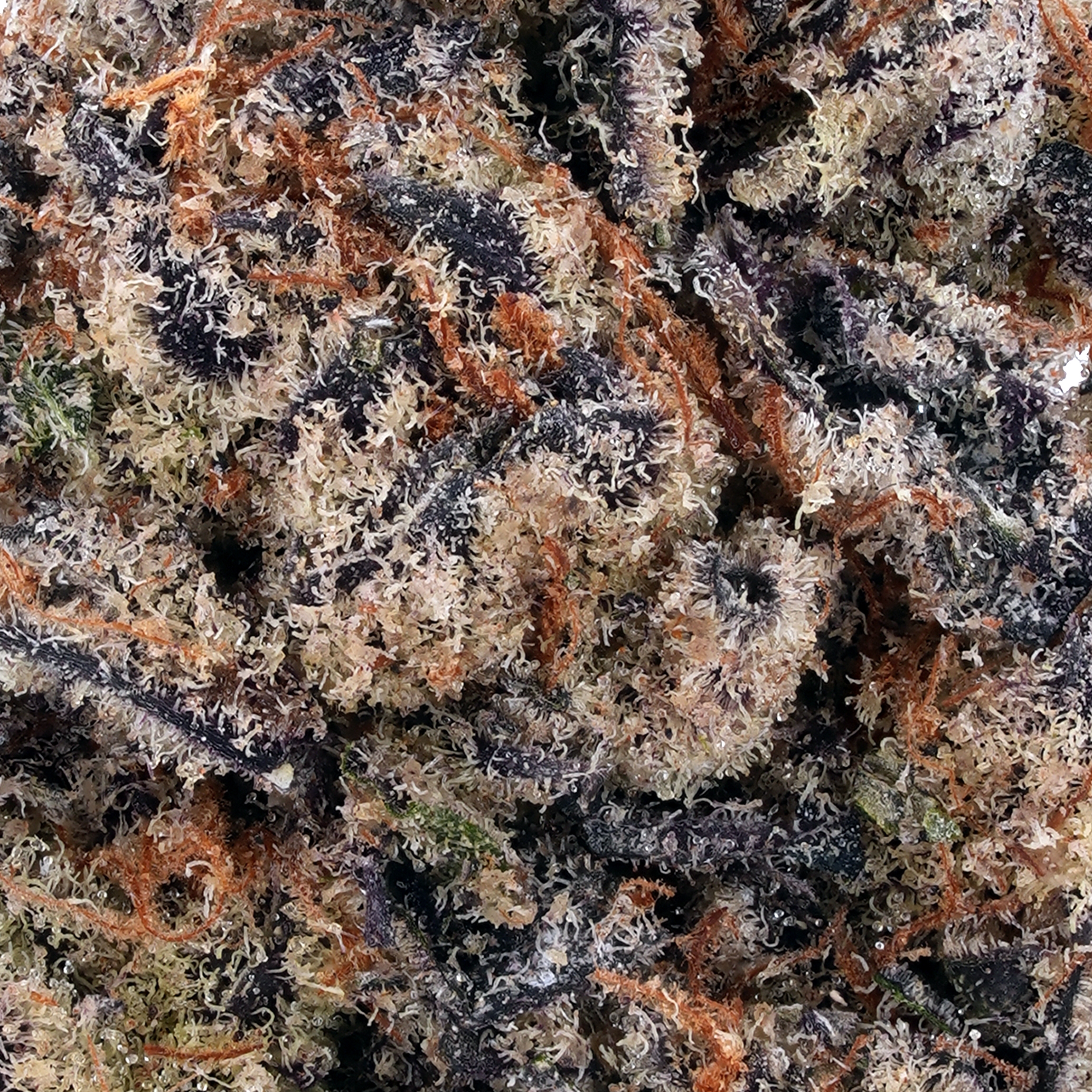 A gallery image for Forbidden Fruit THCa Flower