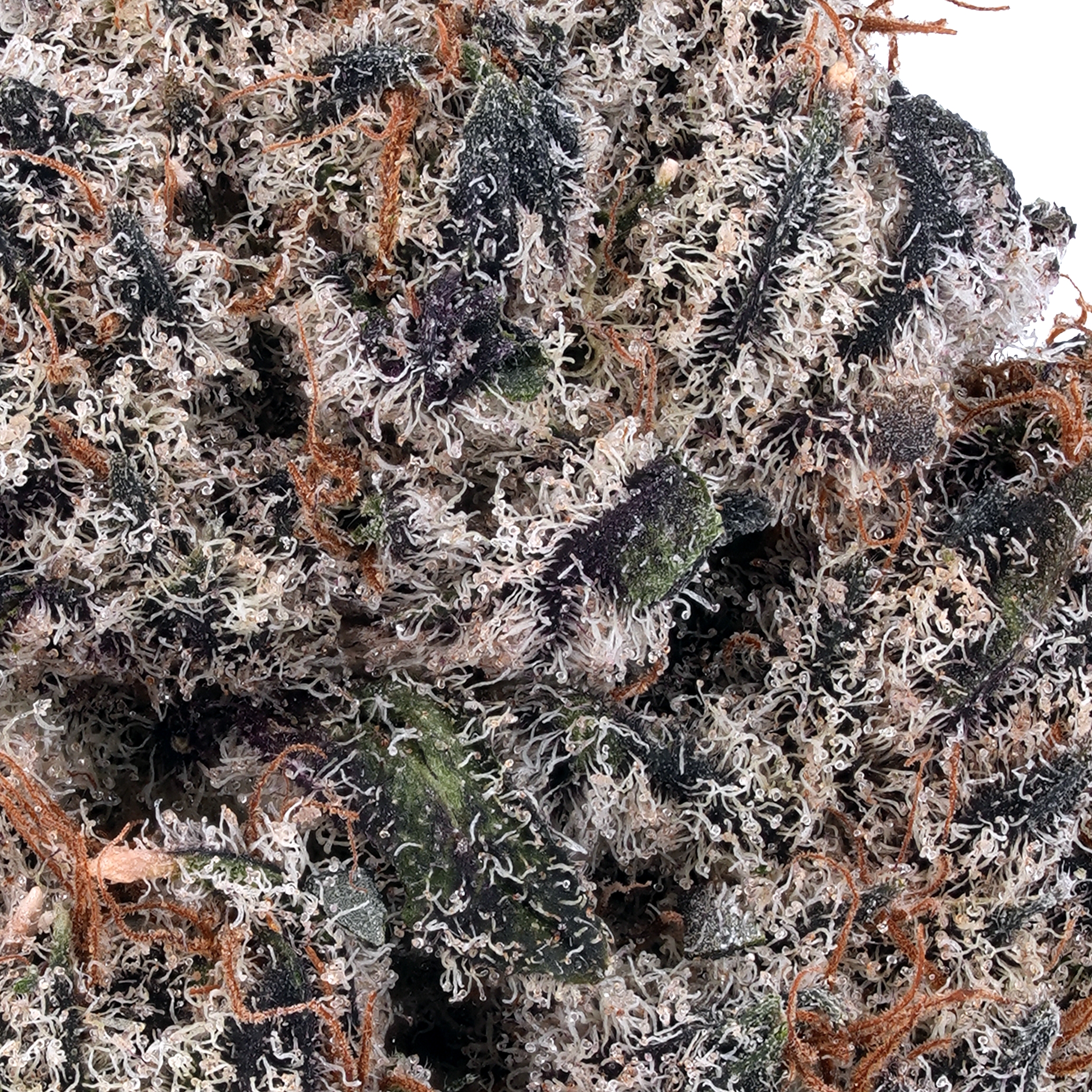 A gallery image for Grand Daddy Purple THCa Flower