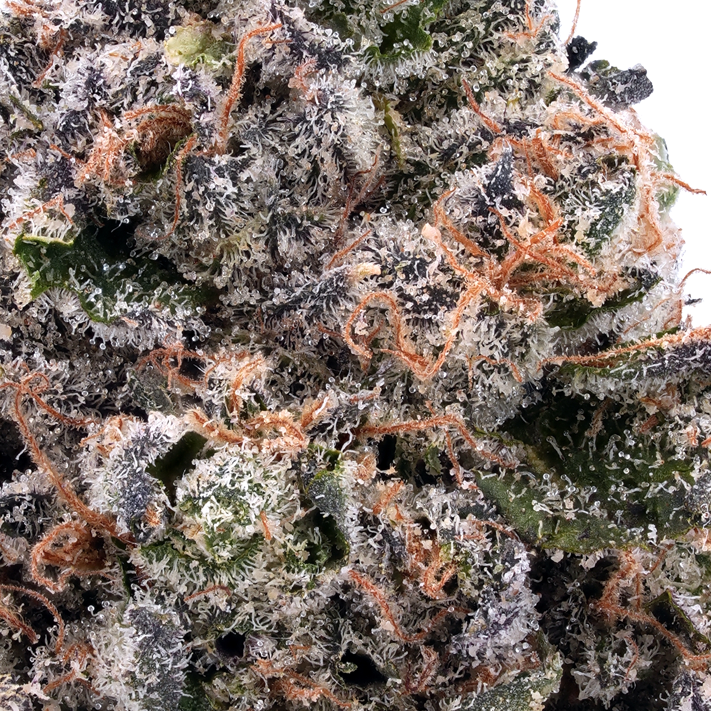 A gallery image for Headband THCa Flower