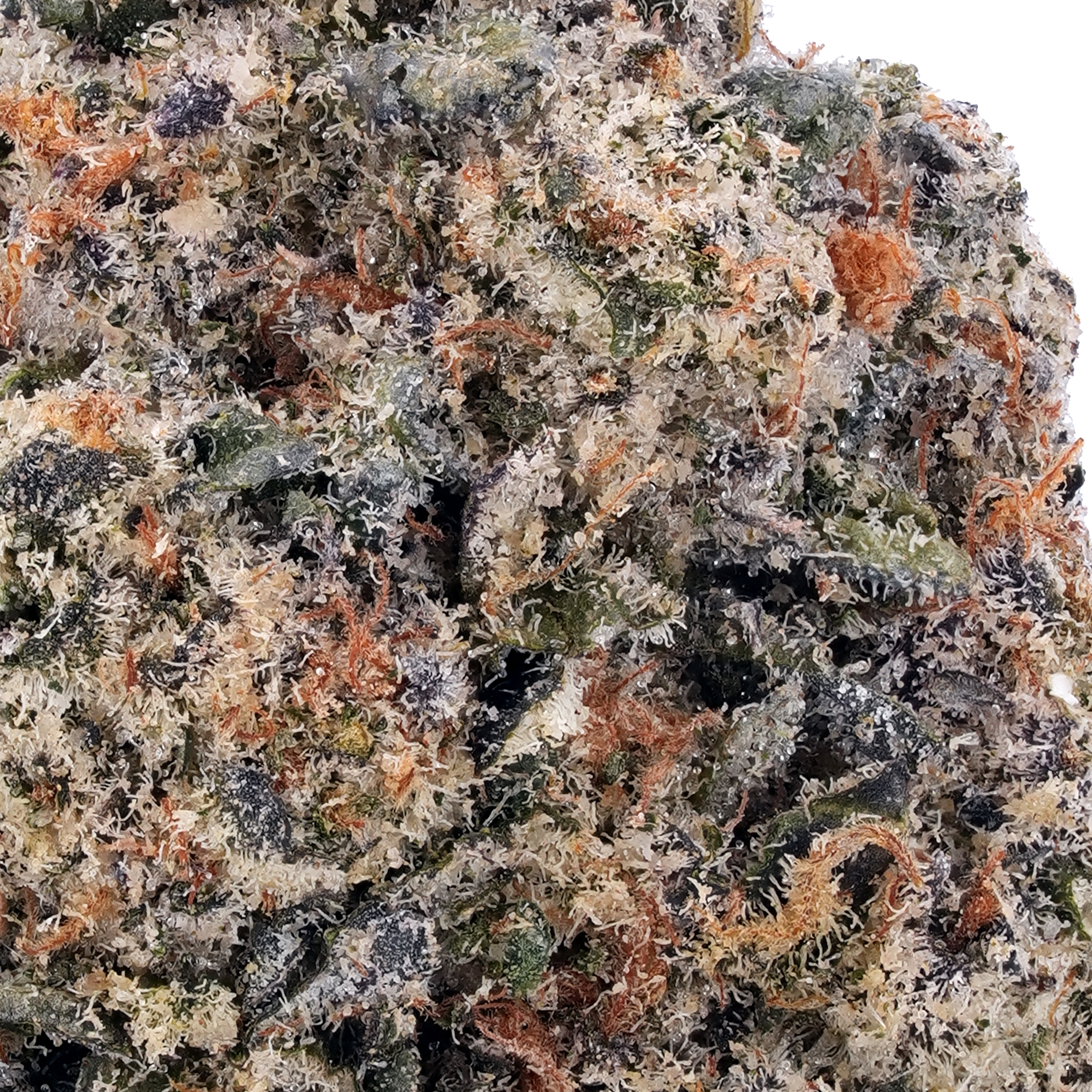 A gallery image for Hindu Kush THCa Flower