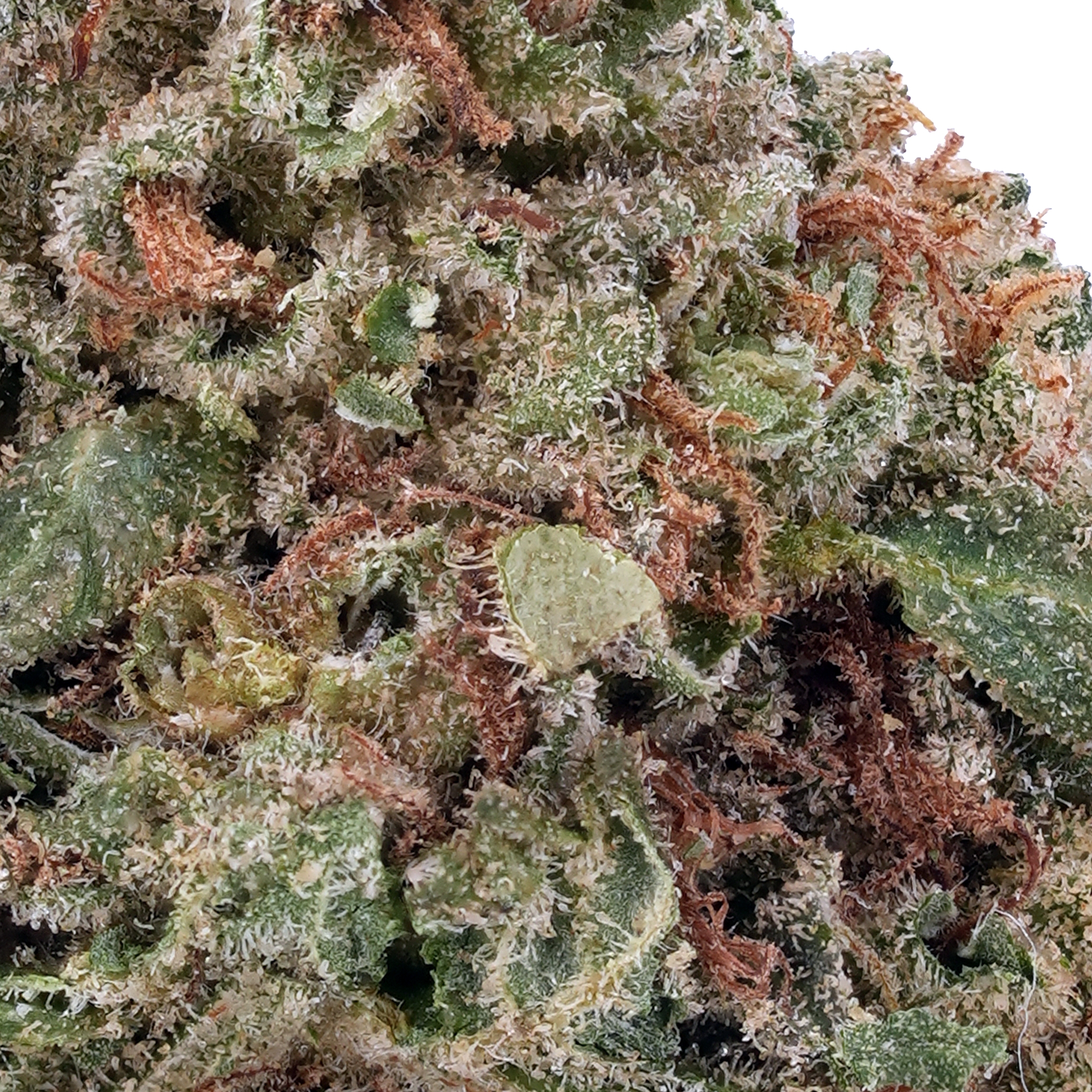 A gallery image for Lemon Diesel THCa Flower