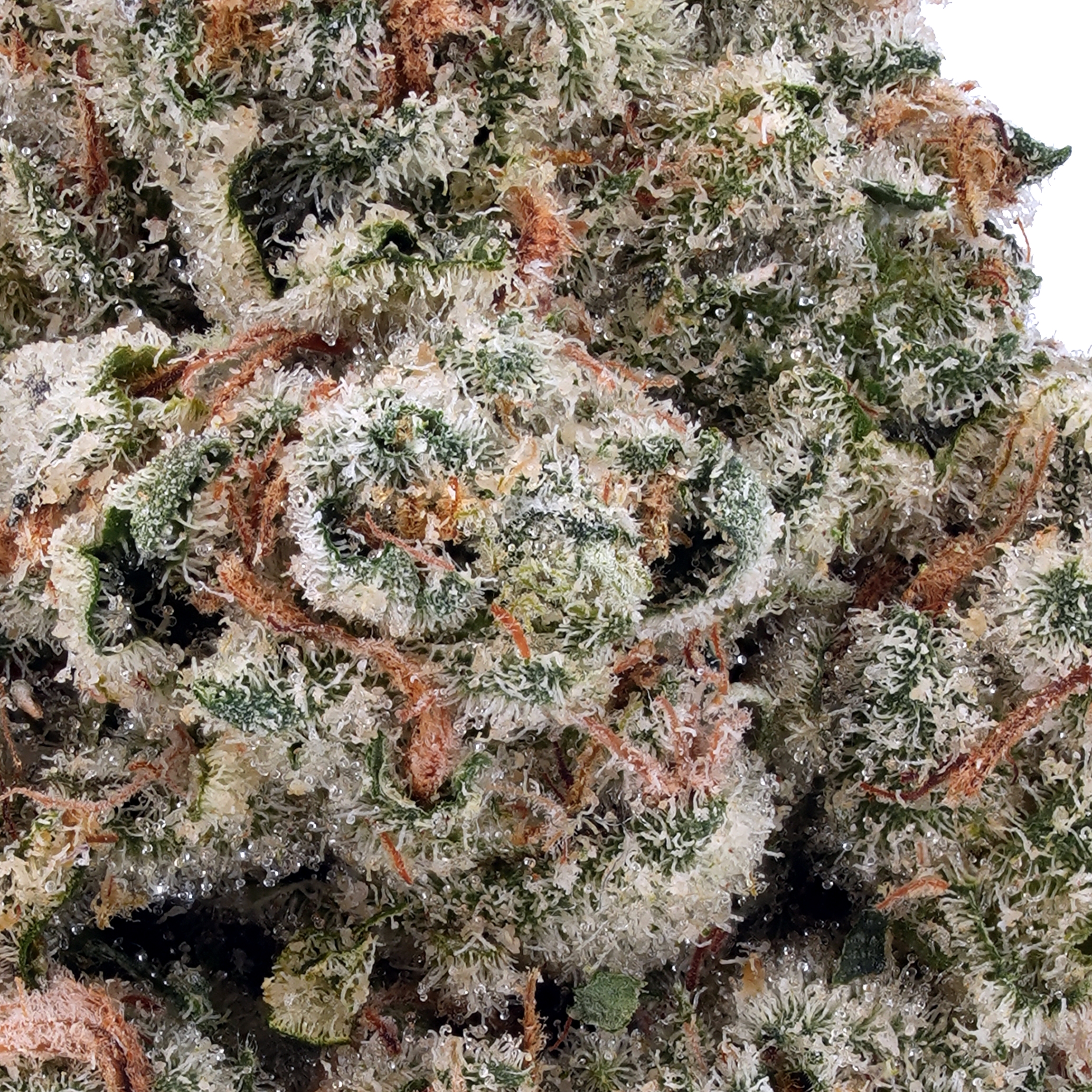 A gallery image for Miracle Alien Cookies THCa Flower