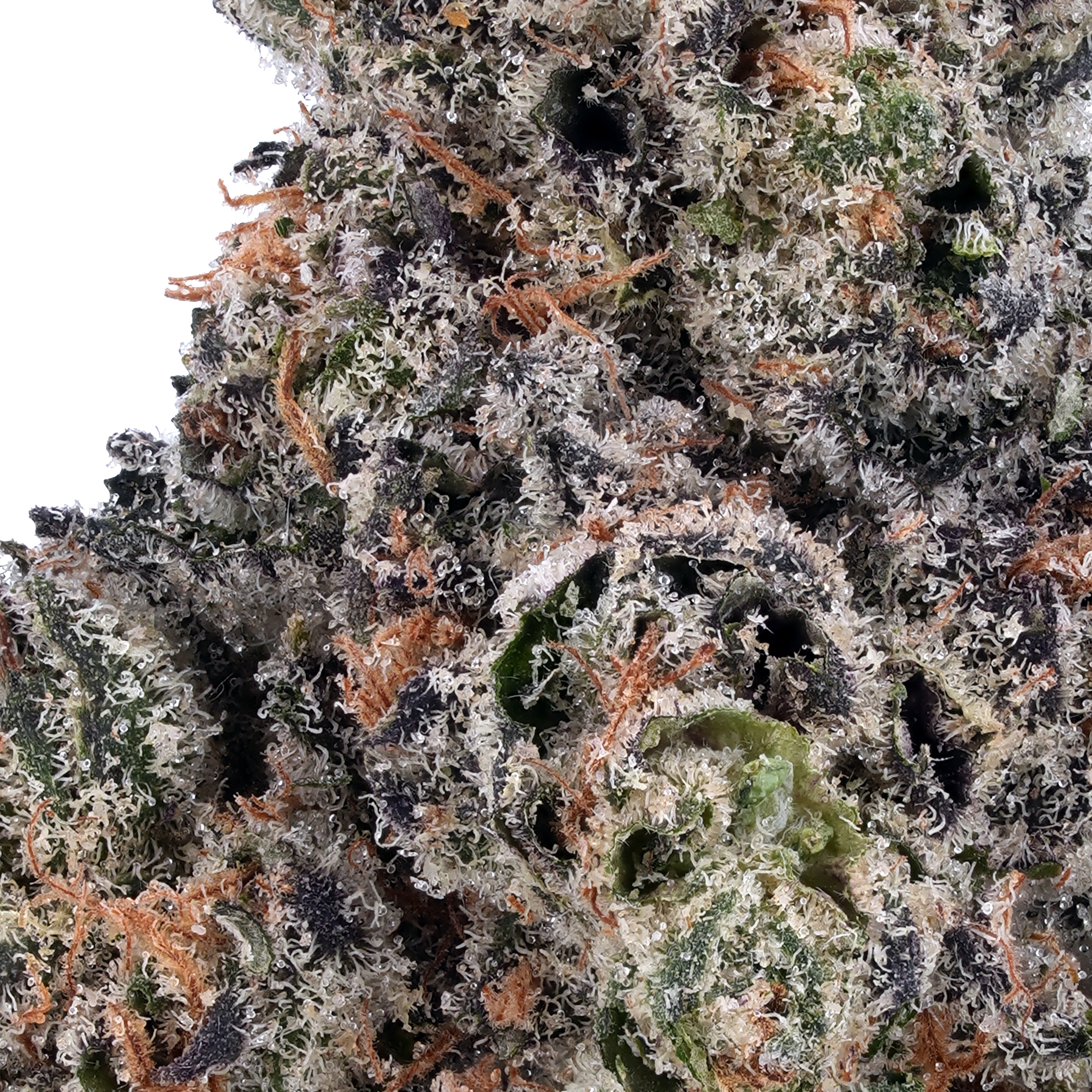 A gallery image for Sour Diesel THCa Flower