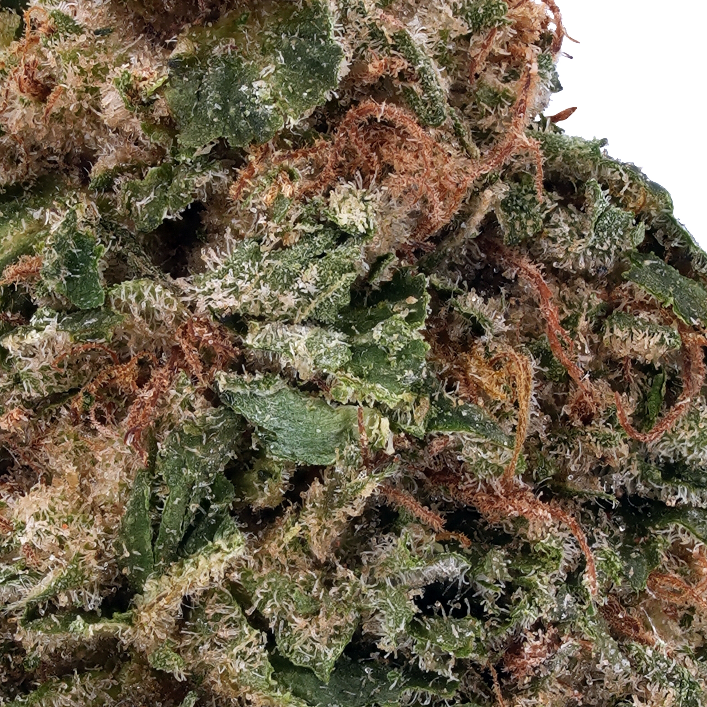 A gallery image for Agent Orange THCa Flower