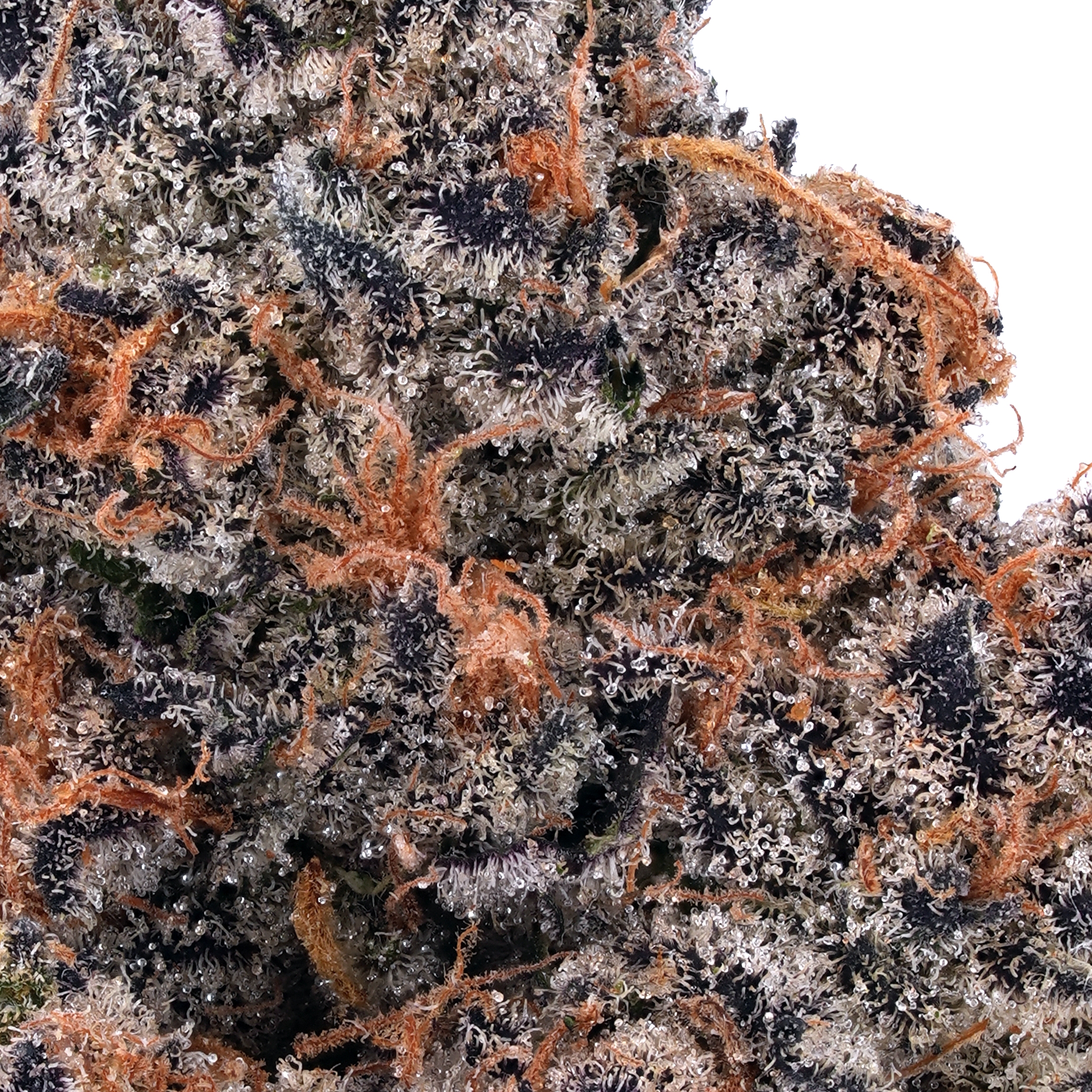 A gallery image for Laughing Gas THCa Flower