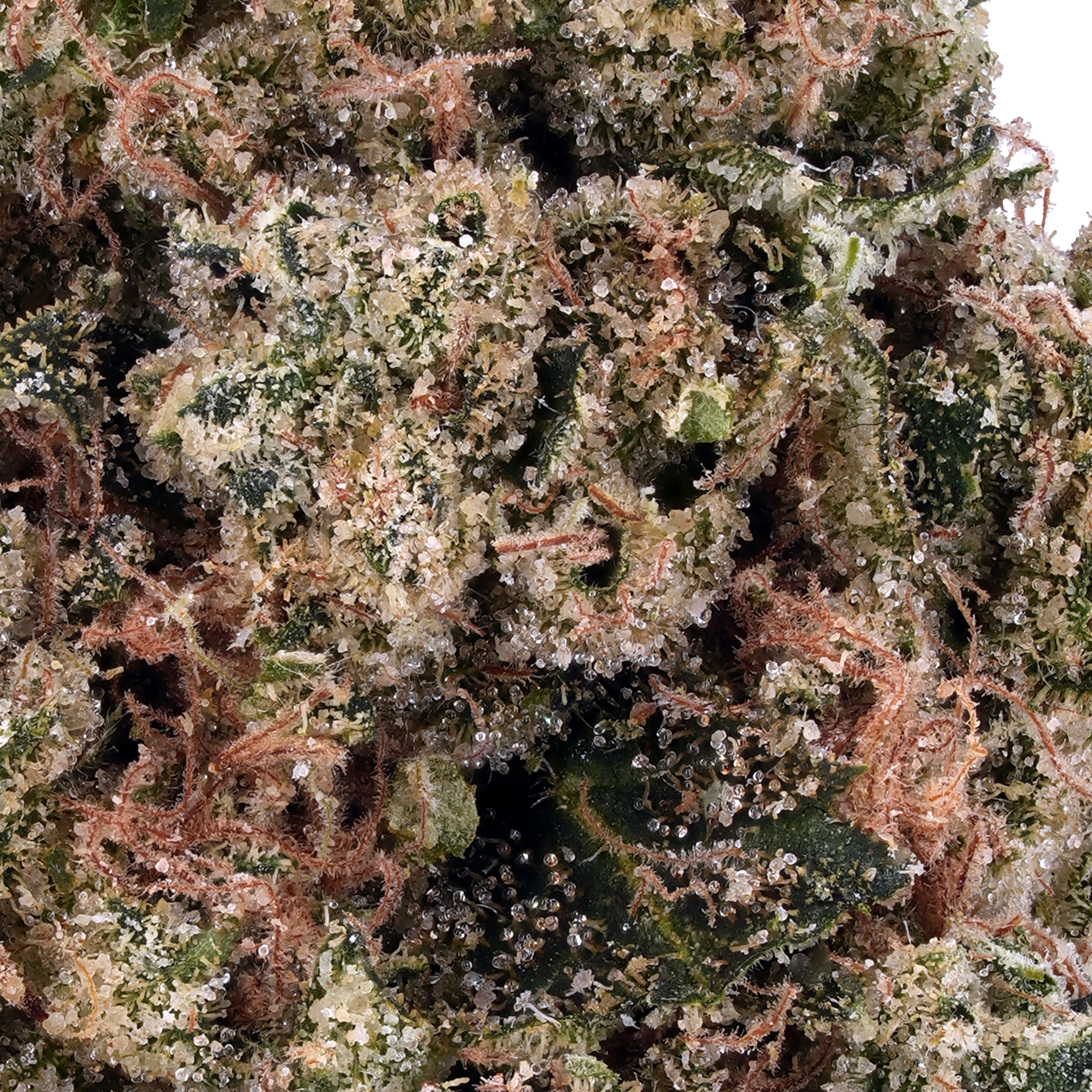 A gallery image for Lemon Pound Cake THCa Flower