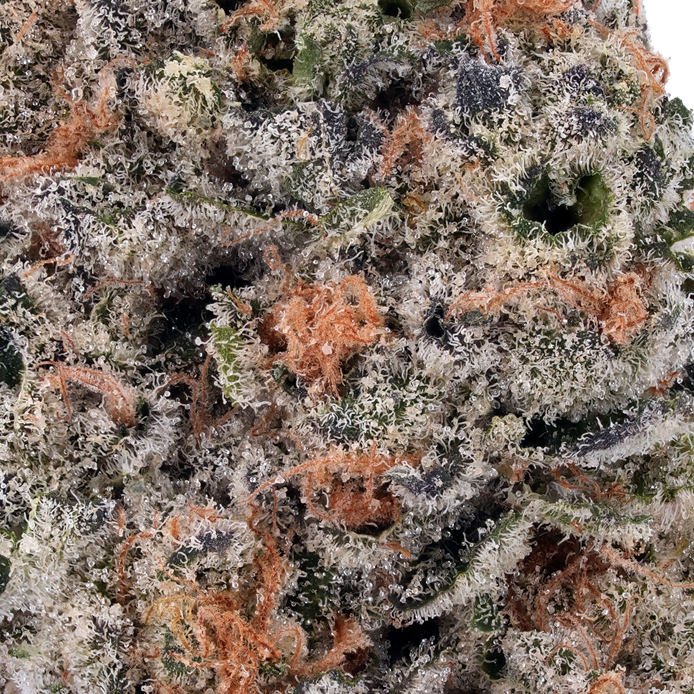 A gallery image for Strawberry Guava THCa Flower