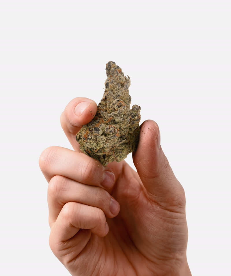 White Widow Hand Shot